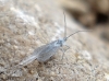 Orthezia urticae