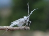 Orthezia urticae