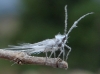 Orthezia urticae