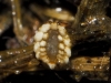 Ortheziidae