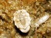 Ortheziidae