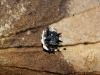 Ortheziidae