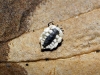 Ortheziidae