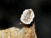 Ortheziidae