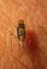 Panaphis juglandis