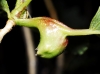 Pemphigus bursarius