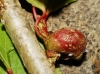 Pemphigus immunis