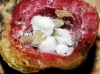 Pemphigus immunis Pemphigus immunis