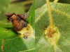 Pemphigus populi Pemphigus populi