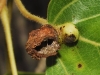 Pemphigus populi Pemphigus populi
