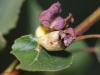 Pemphigus populi