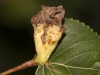 Pemphigus populi Pemphigus populi
