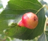Pemphigus populinigrae