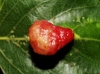 Pemphigus populinigrae Pemphigus populinigrae