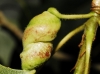 Pemphigus protospirae