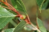 Pemphigus spyrothecae