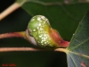 Pemphigus spyrothecae
