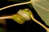 Pemphigus spyrothecae