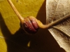 Pemphigus spyrothecae