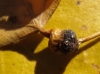 Pemphigus spyrothecae