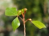 Pemphigus spyrothecae