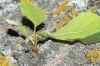 Pemphigus spyrothecae