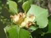 Pemphigus vesicarius