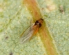 Phylloxera quercus