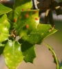 Phylloxera quercus