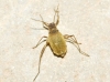 Protrama sp.
