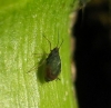 Rhopalosiphum padi