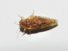 Strophingia Strophingia