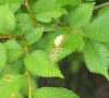 Tetraneura nigriabdominalis Tetraneura nigriabdominalis