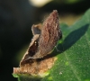 Tetraneura nigriabdominalis Tetraneura nigriabdominalis