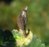 Tetraneura nigriabdominalis Tetraneura nigriabdominalis