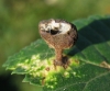 Tetraneura nigriabdominalis