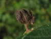 Tetraneura nigriabdominalis Tetraneura nigriabdominalis