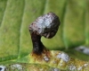 Tetraneura sp.