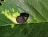 Tetraneura ulmi