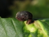 Tetraneura ulmi