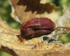 Tetraneura ulmi