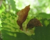 Tetraneura ulmi