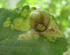 Tetraneura ulmi