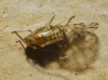 Therioaphis sp.
