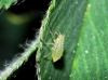 Therioaphis trifolii