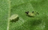 Tinocallis takachihoensis