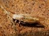 Trioza cf. trisignata