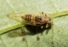 Trioza trisignata