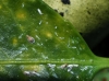 Unaspis euonymi Unaspis euonymi