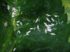 Unaspis euonymi